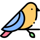 Gouldian Finch